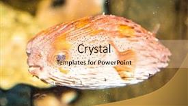  Presentation with marine - Slides consisting of thornback boxfish tetrasomus gibbosus in marine aquarium australia background and a lemonade colored foreground