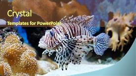  Presentation with fish aquarium - Cool new slide set with plankton - underwater world - exotic fish backdrop and a tawny brown colored foreground