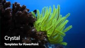  Presentation with lily - Colorful slide deck enhanced with sea lily crinoidea backdrop and a black colored foreground