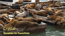  Presentation with states - Presentation featuring sea-lion-chilling background and a tawny brown colored foreground
