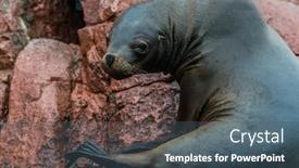  Presentation with lion - Amazing slide set having girl bought a new hats backdrop and a dark gray colored foreground