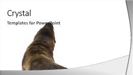  Presentation with lion - Colorful theme enhanced with sea-lion pup 3 months in front of a white background backdrop and a white colored foreground