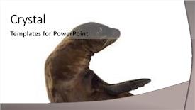  Presentation with lion - Cool new PPT theme with sea-lion pup 3 months backdrop and a white colored foreground