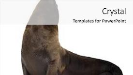  Presentation with lion - PPT layouts consisting of sea-lion pup 3 months background and a white colored foreground