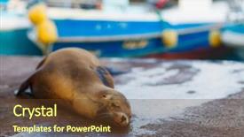  Presentation with sea port - Cool new presentation with sea lion sleeping in town backdrop and a tawny brown colored foreground