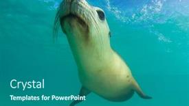 Presentation with lion - Amazing slide deck having sea-lion-underwater-close-up backdrop and a ocean colored foreground