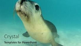  Presentation with lion - Presentation theme consisting of sea-lion-underwater-portrait-photo background and a seafoam green colored foreground