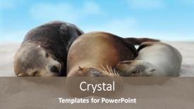  Presentation with animal nature - Audience pleasing PPT layouts consisting of sea lions in sand lying on beach on galapagos islands - cute adorable animals animal and wildlife nature on galapagos ecuador south america backdrop and a violet colored foreground