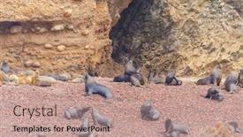  Presentation with lions - Presentation theme having sea-lions-islas-ballestas-peru background and a coral colored foreground