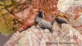  Presentation with lions - Slides with sea-lions-islas-ballestas-peru background and a coral colored foreground