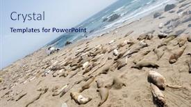  Presentation with lions - Presentation consisting of  background and a  colored foreground