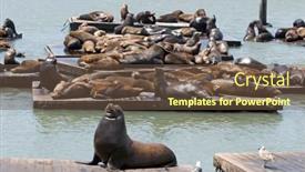  Presentation with lions - Presentation theme featuring sea-lions-launching-on-pier background and a tawny brown colored foreground