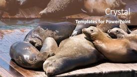  Presentation with lions - Audience pleasing slide set consisting of sea lions launching on pier backdrop and a tawny brown colored foreground