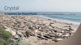  Presentation with lions - Slide deck consisting of sea lions launching on the california beach background and a light blue colored foreground