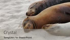  Presentation with animal nature - PPT layouts consisting of sea-lions-lying-in-sand background and a light gray colored foreground