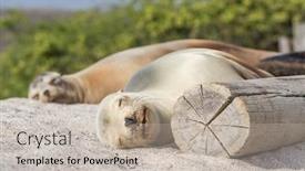  Presentation with animal nature - Presentation design featuring sea-lions-lying-in-sand background and a mint green colored foreground
