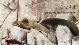  Presentation with lions - Beautiful presentation design featuring sea lions overlies on stone backdrop and a coral colored foreground