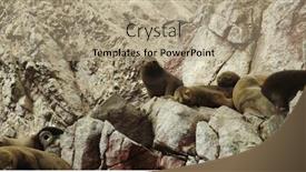  Presentation with lions - PPT theme consisting of birds fly animated - isolated clip-art children s illustration background and a light gray colored foreground