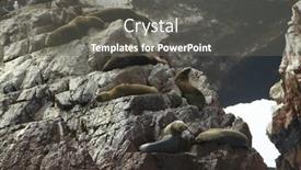  Presentation with lions - Cool new slide deck with sea lions overlies on stone backdrop and a gray colored foreground