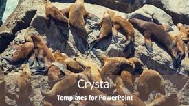  Presentation with lions - Beautiful PPT theme featuring sea lions overlies on stone backdrop and a tawny brown colored foreground