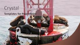  Presentation with lions - Amazing presentation theme having sea-lions-sea-lions-relaxing backdrop and a coral colored foreground