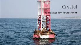  Presentation with lions - Amazing PPT theme having sea-lions-sea-lions-relaxing backdrop and a lemonade colored foreground