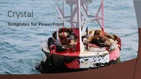  Presentation with lions - Colorful theme enhanced with sea-lions-sea-lions-relaxing backdrop and a light blue colored foreground