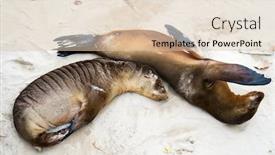  Presentation with lions - Audience pleasing slide set consisting of sea lions sleeping backdrop and a lemonade colored foreground