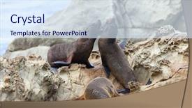  Presentation with lions - Amazing theme having sea lions backdrop and a sky blue colored foreground