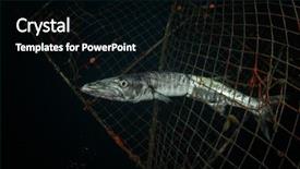  Presentation with fishing net - Presentation design consisting of sea nets - dead fish stuck in abandoned background and a black colored foreground