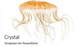  Presentation with nettle - Presentation design enhanced with sea nettle chrysaora pacifica jellyfish background and a white colored foreground