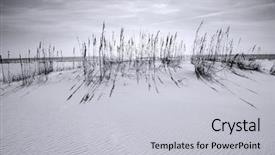  Presentation with white sand - Amazing presentation design having sea oats - beautiful white sand dune backdrop and a light gray colored foreground