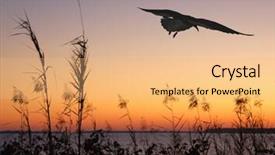  Presentation with seagull - Amazing presentation theme having sea oats - seagull at dusk backdrop and a coral colored foreground