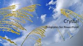  Presentation with under the sea and earth - PPT theme consisting of sea oats under sunny sky background and a light blue colored foreground