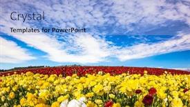  Presentation with red carpet - Amazing slide deck having sea-of-flowers-israel-wonderful backdrop and a light blue colored foreground