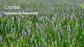  Presentation with purple - Theme consisting of sea-of-purple-wildflowers-background background and a gray colored foreground
