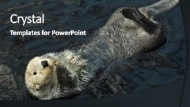  Presentation with swimming - Presentation theme having sea otter enhydra lutris swimming background and a tawny brown colored foreground