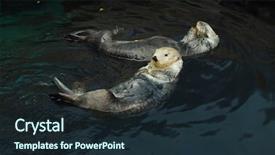  Presentation with swimming - Presentation with sea otters enhydra lutris swimming background and a wine colored foreground