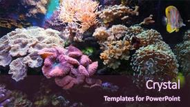  Presentation with fishes - Presentation design featuring sea plant - colorful aquarium with fishes background and a tawny brown colored foreground