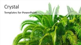  Presentation with palm leaves - Presentation theme featuring sea plant - trunk and leaves of palm background and a white colored foreground