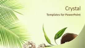  Presentation with coconut shell - Colorful presentation design enhanced with coconut shell on light backdrop and a cream colored foreground