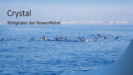  Presentation with fish ocean - Cool new PPT theme with sea seagulls hunting and eating backdrop and a light blue colored foreground