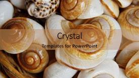  Presentation with sea shell - PPT layouts consisting of sea shell as a background background and a  colored foreground