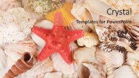 Presentation with sea shell - Slide deck enhanced with sea-shell-as-a-background background and a coral colored foreground