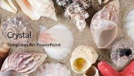  Presentation with sea shell - Audience pleasing slide set consisting of sea shell as a background close-up backdrop and a coral colored foreground