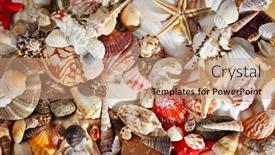  Presentation with sea shell - 