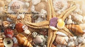  Presentation with sea shell - 