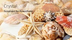  Presentation with sea shell - 