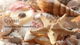  Presentation with sea shell - 