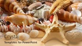  Presentation with sea shell - 